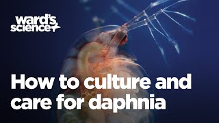 Caring and Culturing for Daphnia [upl. by Einnol]