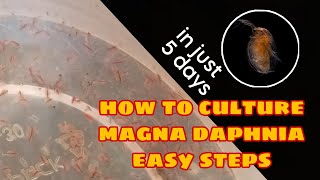 How to Culture Magna Daphnia Easily [upl. by Rimma]