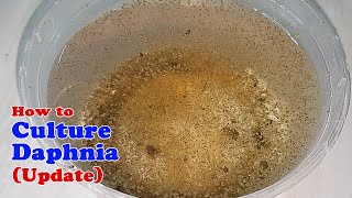 How to Culture Daphnia Update with ZERO Cost  Unlimited Live Food for Our Fish [upl. by Yelda958]