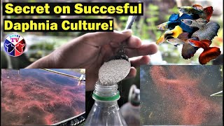 How to Culture Daphnia Successfully [upl. by Hiasi]