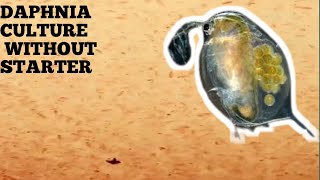 HOW TO CULTURE DAPHNIA NATURALLY WITHOUT A STARTER [upl. by Hillell869]