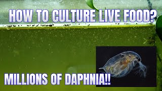 How to Culture Daphnia Secret Method to Breed MILLIONS  Simply Aquatic [upl. by Alihet439]