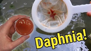 How I Culture Daphnia In Outdoor Tubs [upl. by Claybourne]