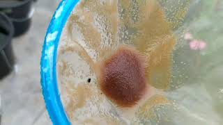 How to culture daphnia moina in a small container Part 1 English Subtitle [upl. by Etnaud503]