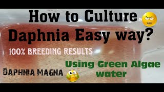 Daphnia MagnaHow to Culture Daphnia Easy wayCulturing Daphnia using Green water Daphnia [upl. by Terris337]