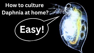 BEST Live Fish Food Beginner guide How to Culture Daphnia at home [upl. by Malan858]