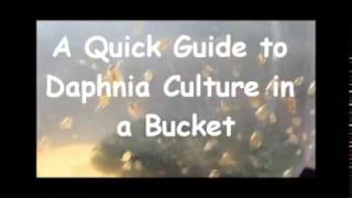 How to culture daphnia outside [upl. by Sprung]