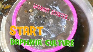 How to culture daphnia moina the easy way 1  Starting the Daphnia culture [upl. by Atiuqa]