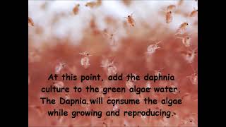 Daphnia  How to grow daphnia in your home [upl. by Yblehs]