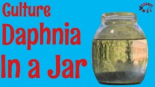 How to Culture Daphnia in a Jar [upl. by Miru199]