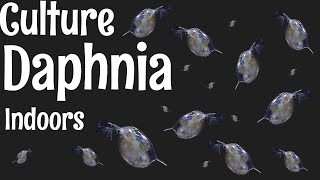 How to Culture Daphnia [upl. by Ahsonek]