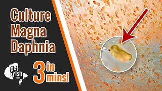 How to culture DAPHNIA MAGNA  The easy way [upl. by Eihtur]