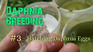 Daphnia Culture made simple and easy 3  Hatching Daphnia eggs [upl. by Ennayt]