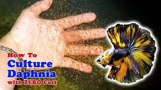 How to Culture Daphnia with ZERO Cost  Unlimited Live Food For Our Fish [upl. by Libys]