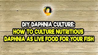 DIY Daphnia Culture How to Culture Nutritious Daphnia as Live Food for Your Fish [upl. by Asi826]