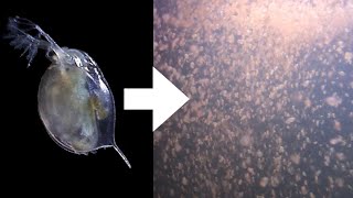 How I Culture Daphnia [upl. by Leis767]