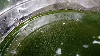 DAPHNIA MOINA CULTURE IN A SMALL BUCKET [upl. by Judsen]