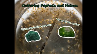 How To Culture Daphnia and Moinas using Green Water Spirulina powder [upl. by Eseret]