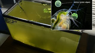 Raising Daphnia for the Freshwater Aquarium [upl. by Lyrrad]