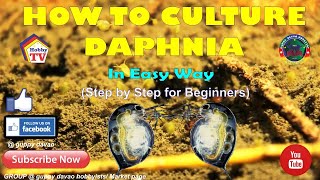 HOW TO CULTURE DAPHNIA In Easy Way [upl. by Sixele]